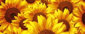 Fototapeta na flizelinie MP-2-0129 HELIANTHUS