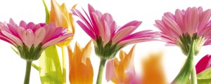 Fototapeta na flizelinie MP-2-0142 SPRING FLOWERS
