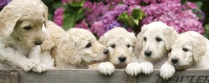 Fototapeta na flizelinie MP-2-0224 LABRADOR PUPPIES