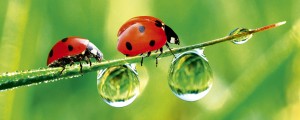 Fototapeta na flizelinie MP-2-0226 LADYBIRD
