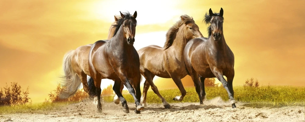 Fototapeta na flizelinie MP-2-0227 HORSES IN SUNSET