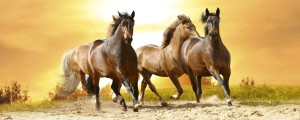 Fototapeta na flizelinie MP-2-0227 HORSES IN SUNSET