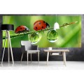 Fototapeta na flizelinie MP-2-0226 LADYBIRD
