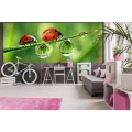 Fototapeta na flizelinie MP-2-0226 LADYBIRD