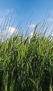 Mural 47272 Smart Art EASY