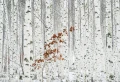Fototapeta na flizelinie 5104-4V-1 White Birch Forest