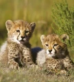 274588