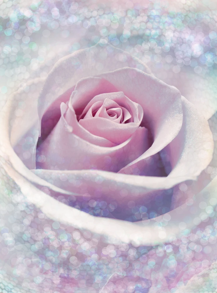 Fototapeta na Flizelinie XXL2-020 Delicate Rose
