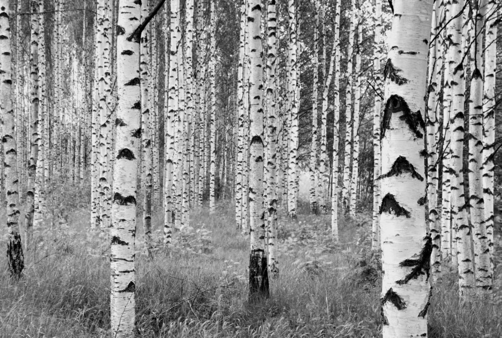 Fototapeta na Flizelinie XXL4-023 Woods