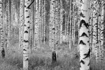 FotoTAPETA na flizelinie XXL4-023 Woods