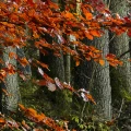 fae67f5a24200c57302940509fb2099d