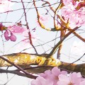 bfeb042c13051015382630b255929028