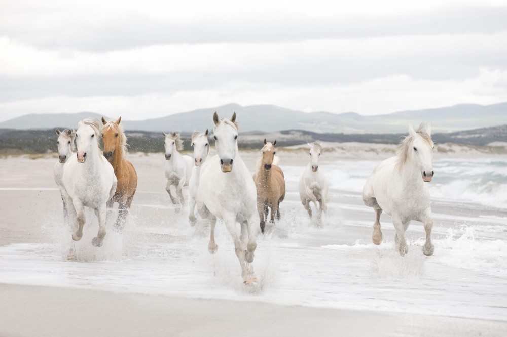 Fototapeta 8-986 White Horses