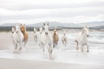 FotoTAPETA 8-986 White Horses