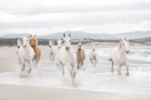 FotoTAPETA 8-986 White Horses