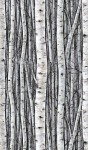 Mural Tapeta 35395 Timber