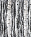 Tapeta 35397 Timber