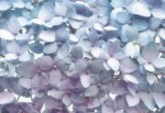 FotoTAPETA 8-961 Light Blue