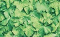 10767 OKLEINA SAMOPRZYLEPNA LEAVES