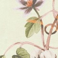 Tapeta 78212-1 Anna d’Andrea