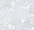 Tapeta Floral Impression 37753-6
