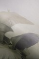 Mural fototapeta 22036-01-01 Mystify - Big Pictures / DY9132-01-01 Jungle Veil - ZOOM 2