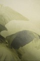 Mural fototapeta 22035-07-01 Mystify - Big Pictures / DY9131-07-01 Jungle Veil - ZOOM 2