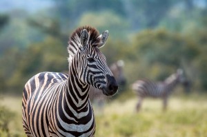 Fototapeta na Flizelinie MS-5-0456 Zebra Stepowa 375 x 250 cm