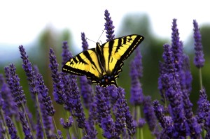 Fototapeta na Flizelinie MS-5-0463 Motyl na lawendzie 375 x 250 cm