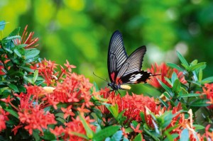 Fototapeta na Flizelinie MS-5-0464 Motyl na kwiecie 375 x 250 cm