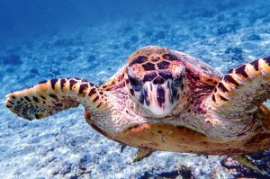 Fototapeta na Flizelinie MS-5-0527 Caretta prawa 375 x 250 cm