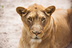Fototapeta na Flizelinie MS-5-0559 Lioness 375 x 250 cm