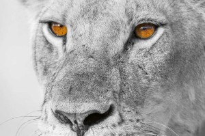 Fototapeta na Flizelinie MS-5-0567 Feline 375 x 250 cm