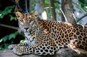 Fototapeta na Flizelinie MS-5-0575 Ceylon leopard 375 x 250 cm