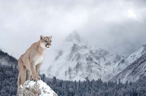Fototapeta na Flizelinie MS-5-0621 Puma w górach 375 x 250 cm