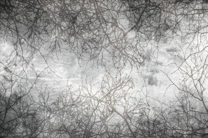 Fototapeta na Flizelinie MS-5-0386 Abstrakcyjne gałęzie 375 x 250 cm