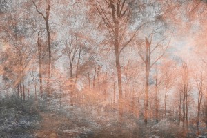 Fototapeta na Flizelinie MS-5-0390 Abstrakcyjny kolorowy las 375 x 250 cm