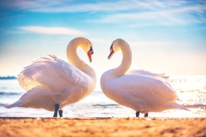 Fototapeta na Flizelinie MS-5-0414 Swan Love 375 x 250 cm