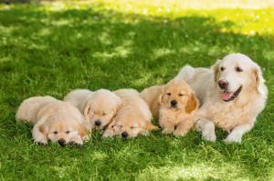 Fototapeta na Flizelinie MS-5-0428 Rodzina Golden Retriever 375 x 250 cm