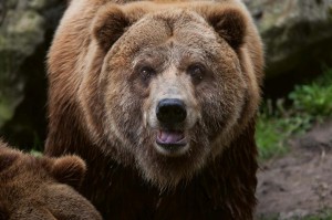 Fototapeta na Flizelinie MS-5-0430 Niedźwiedź Grizzly 375 x 250 cm