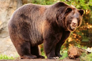 Fototapeta na Flizelinie MS-5-0432 Alaskan niedźwiedź brunatny 375 x 250 cm