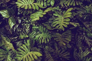 Fototapeta na flizelinie MS-5-1602 Liście Monstera 375 x 250 cm