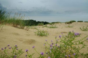 Fototapeta na flizelinie MS-5-1785 Amazing Dunes 375 x 250 cm