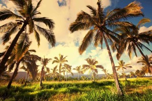 Fototapeta na flizelinie MS-5-1789 Plantacja palm 375 x 250 cm