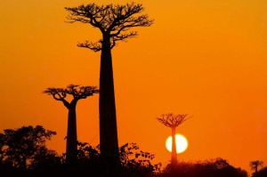 Fototapeta na flizelinie MS-5-1841 Baobab o zachodzie słońca 375 x 250 cm