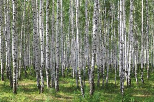 Fototapeta na flizelinie MS-5-1887 Birch Grove III. 375 x 250 cm