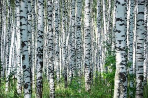 Fototapeta na flizelinie MS-5-1889 Letni dzień w gaju brzozowym 375 x 250 cm