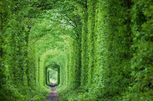 Fototapeta na flizelinie MS-5-1897 Tunel zielony 375 x 250 cm