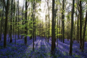 Fototapeta na flizelinie MS-5-1909 Dywan Bluebell 375 x 250 cm