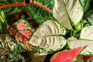 Fototapeta na Flizelinie MS-5-1282 Aglaonema fleece 375 x 250 cm